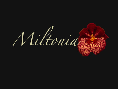 Miltonia